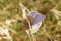 Activité nature : Devenez chasseur... de papillons