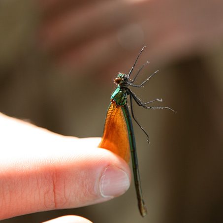 a_nature_chasse aux papillons a_nature_chasse aux papillons