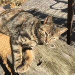 Animaux (1)-min