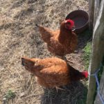 Nos petites poules