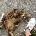 chats belle verte