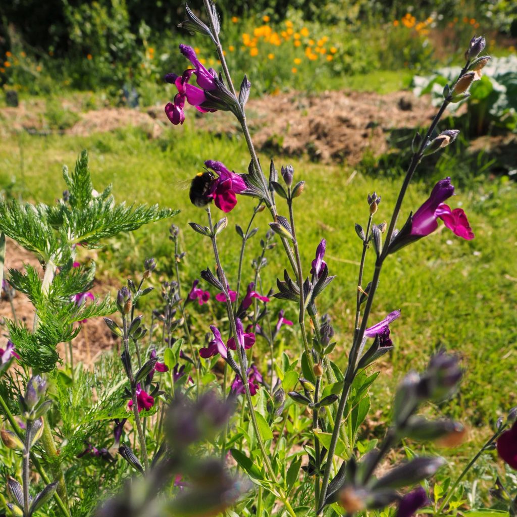 jardin la belle Verte