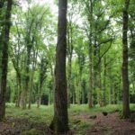 forêt de corbière